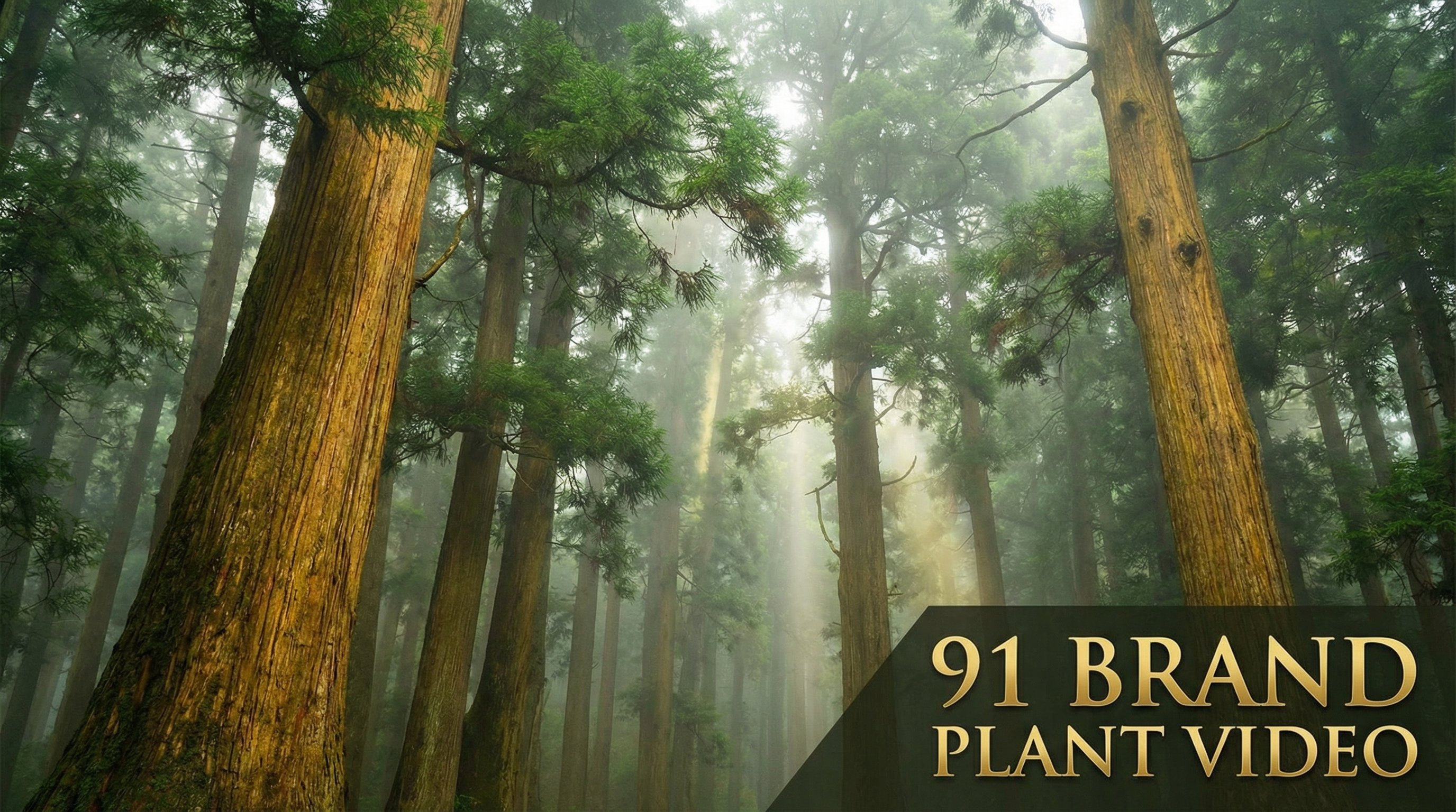 四虎视频植物视频